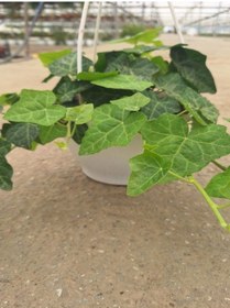 Resim Yeşil Hedera Askılı Saksılı Sarmaşık Bitkisi 1 Adet 20-40 Cm Salon Bitkisi 