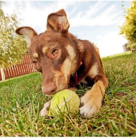 Resim 3lü Renkli Desenli Tenis Topu Köpek Oyuncağı 