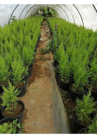 Resim Videolu Limon Selvi Limon Kokulu 10 Adet Saksılı/ Tüplü 30-50 Cm Cupressus Macrocarpa 
