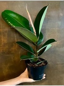 Resim Hediyelik Mini Boy Kauçuk Çiçeği Canlı Yapraklı 20-45Cm (Ficus Elastica), GDB15112024NA20 