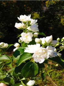 Resim Videolu 1 Adet Ithal Kokulu Gardenya Çiçeği Ofis Bitkisi 25-35 Cm Saksılı İç Mekan Bitki Gardenia 