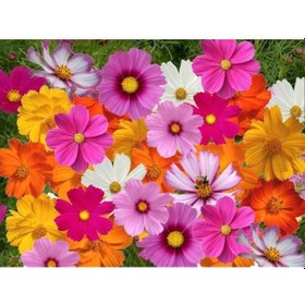 Resim 40+ Kozmos Çiçeği Tohumu Rengarenk Çiçekler N112338 