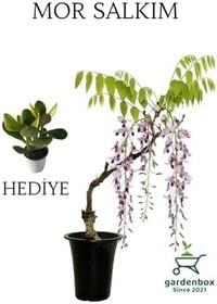 Resim Mor Salkım Ağacı Fidanı Sarmaşık 1 Adet Saksılı 40-60Cm +Yeşim Para Çiçeği 