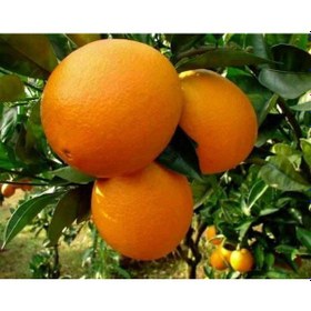 Resim Bodur Aşılı Yediveren Limon-Portakal-Kamkat-Mandalina Fidanı 
