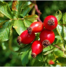 Resim Kuşburnu Fidanı 5 Adet - Rosa Canina 