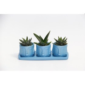 Resim Trio Mavi Adler Sukulent Seti - Haworthia. Aloe Ferox 