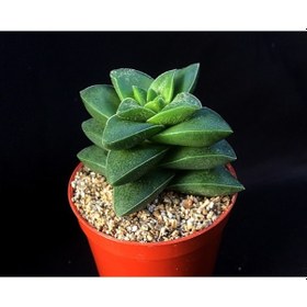 Resim Crassula Springtime 10 Adet 