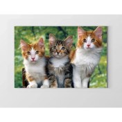 Resim Deniz Çerçeve Yavru Kediler Tablosu-Çerçevesiz - 45 x 30 cm 