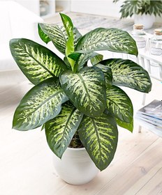 Resim Difenbahya Salon Ve Ofis Bitkisi 5 Adet 30-40 Cm 1773 