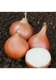 Resim Geleneksel Erkenci Teksas Grano Soğan Tohumu 50 Tohum 