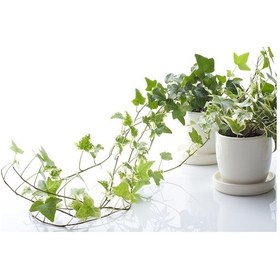 Resim Mini Hedera Salon Sarmaşığı- Alacalı 3 Adet 