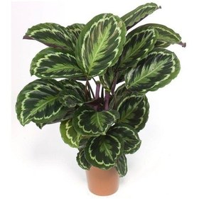 Resim Dua Çiceği calathea 