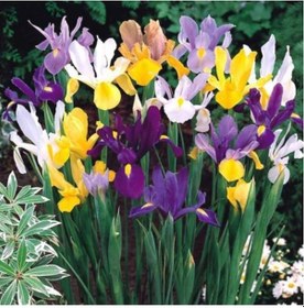 Resim Karışık Renkli Iris Mix (Süsen) Soğanı 10 Adet - ADAFDN0035 
