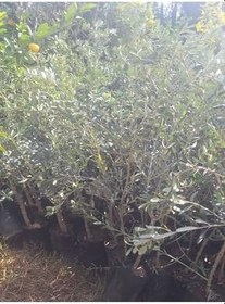 Resim Bol Verimli Sofralık Zeytin Fidanı 10 Adet Tüplü 50-70Cm Dış Mekan Ağaç 