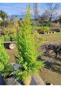 Resim 10 Adet Limon Çamı, Limon Servi 60-80 Cm. Siyah Poşette 
