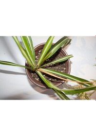 Resim Kurdele Çiçeği Chlorophytum Comosum 8 Cm Orta Boy Saksıda 