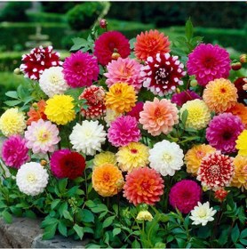 Resim 25 Adet Yıldız Dahlia Çiçeği Yumrusu Soğanı.karışık Renk.. 