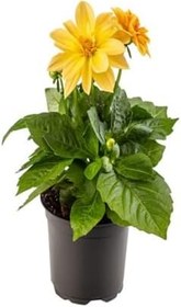 Resim 2'li Set Sarı- Kırmızı Dahliya Çiçeği+Hediyelik Telgraf Çiçeği, SRD03022025BYB133 