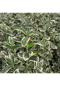 Resim 10 Adet Brovo Taflan Fidanı Paketi 'euonymus Japonica ' 