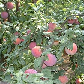 Resim Tüplü Aşılı Verimli Kokulu Fortune Japon Erik Fidanı 
