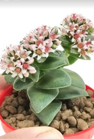 Resim Nura Botanik Kalp Hoya Mum Iç Mekan Sukulent Pembe Minik Boy 5.5cm Şuan Çiçeksizdir 