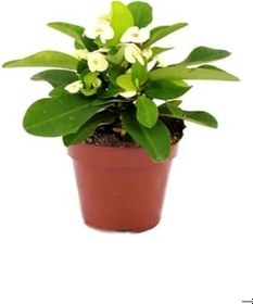 Resim Hediyelik Kırmızı Sardunya Çiçeği Sevgililer Gününe Özel Sarı Milli Kaktüs Hediyeli, SRD30012025BYB932 