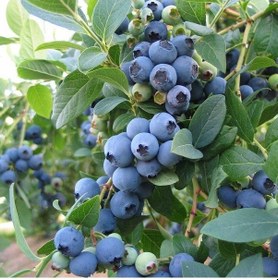 Resim Tüplü Aromalı Duke Yaban Mersini Fidanı 