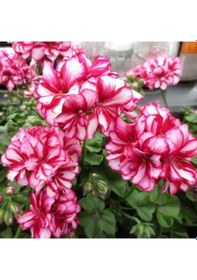 Resim Ender Bitki Katmerli Sarkan Grandeur İvy Arctic Rose Sakız Sardunya Fidesi 1 Fide 