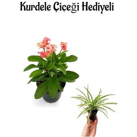 Resim Sevgililer Gününe Özel Pembe Milii Dikenler Tacı Çiçeği Kurdele Çiçeği 