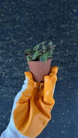 Resim NuNu By Mini Garden Mix Sukulent - 6-10 cm 