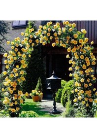 Resim Tüplü Aşılı Perfect Yellow Fuldane Sarı Kokulu Sarmaşık Yediveren 