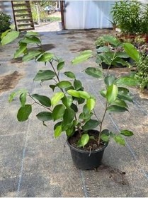 Resim Canlı Benjamin Çiçeği 1 Adet Saksılı 40-60Cm Ficus Benjamina 