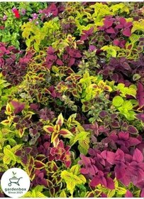 Resim Nadir Tür Yaprak Güzeli Çiçeği 10 Adet Kolyos (Coleus) 