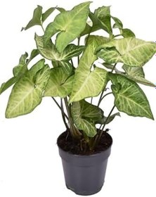 Resim Canlı Dolgun Fomlu Melek Kanadı Çiçeği 1 Adet Saksılı 25-40Cm Salon Çiçeği 