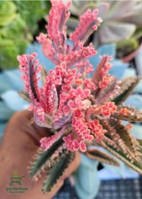 Resim Sevilen Özel Tür Pembe Renk Aşkın Gözyaşı Çiçeği 1 Adet Saksılı 