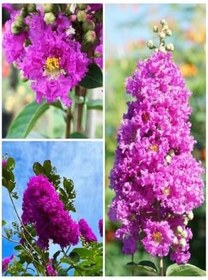 Resim Videolu Mor Renk Oya Ağacı Fidanı 80-120 Cm Saksılı Dış Mekan Ağaçları Purple Lagerstroemia 