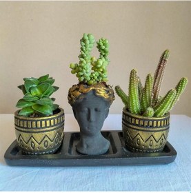 Resim Kaktüs & Sedum 3'lü Sukulent Seti | Helen Siyah & Gold Seri 