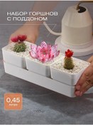 Resim Meingo Kaktüs Ve Sukulentler İçin 3'lü Saksı Seti Altlıklı 256286807 