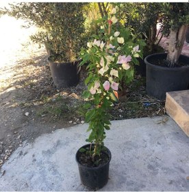 Resim Saksıda Çift Renk Pembe-Beyaz Begonvil Fidanı Yaş 2 Boy 80-110Cm 