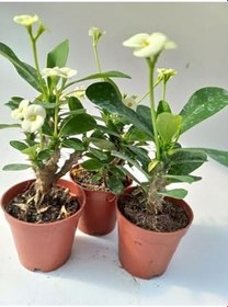 Resim Euphorbia Milii Sarı(Dikenler Tacı) Çiçeği 3 Adet 8.5Cm Saksıda 