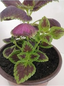 Resim Yaprak Güzeli Çiçeği, DEYSI0068000 