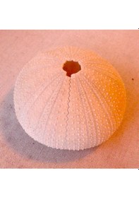 Resim Opencart Deniz Kestanesi Taraması, Nextengine Tarayıcı Sadece Plastik Aparattır 