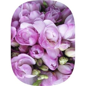 Resim 2 Adet Lila Frezya Soğanı Mis Kokulu Katmerli 