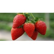 Resim Rüzgarbotanik Aromas Çilek Fidesi 30 Adet 