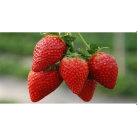 Resim Rüzgarbotanik Aromas Çilek Fidesi 30 Adet 