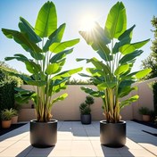 Resim Outdoor Yapay Yeşillik - Nordik Tarzı Dev Muz Ağacı, 24 Büyük Yaprak, Ev, Otel, Ofis, Düğün, Parti, Patio Dekorasyonu için Uygun, Pencere Kutusu Bahçe Süslemesi, Şükran Günü ve Mezuniyet Sezonu İçin Mükemmel Dekorasyon | Her Mevsim İlkbahar Yaz Dekoru | Zarif Yaprak Tasarımı (Konteyner Dahil Değildir) 