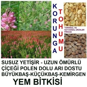 Resim 10.000 Adet Kemirgen Yemi Korunga Tohumu 