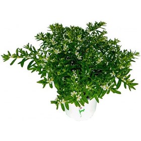 Resim Kufeya (Cennet Çiçeği) Beyaz 