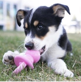Resim Kong Puppy Binkie Tutma Yeri Olan Yavru Köpek Oyuncağı M 