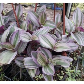 Resim Özel Alacalı Yapraklı Tradescantia Nanouk Telgraf Çiçeği 5.5 Luk N11.22270 